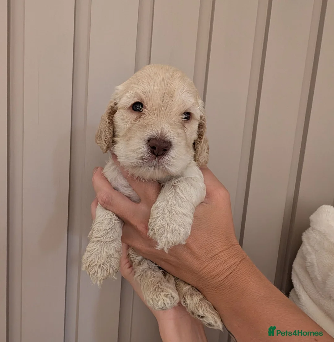 Cockapoo dogs for sale: Stunning Cockapoo pups - Advert 1