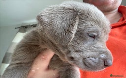 Labrador Retriever dogs for sale: Outstanding KC Registered Silver Labrador Puppies - Image 13