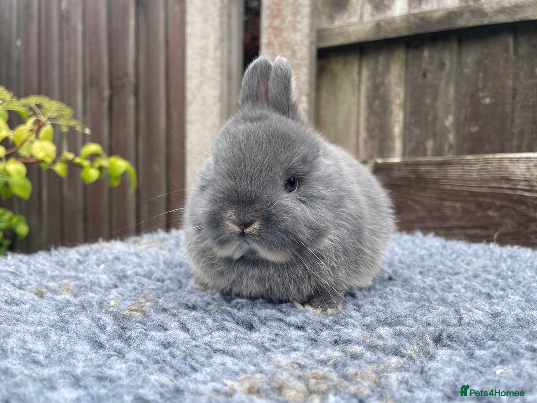 Netherland Dwarf rabbits for sale: Netherland Dwarf Babies & Adults available in Stoke-on-Trent - Image 21