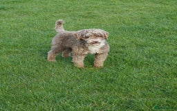 Miniature Poodle dogs for stud: Miniature Poodle KC Reg Fully DNA Health Tested  in Radstock - Image 9