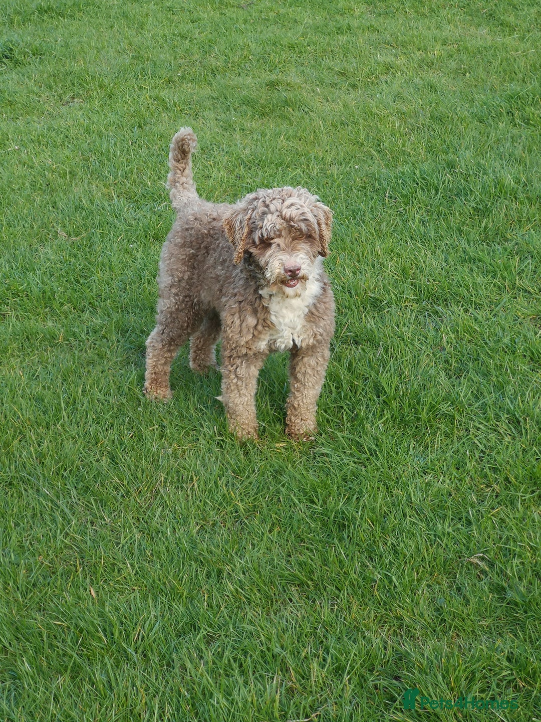 Miniature Poodle dogs for stud: Miniature Poodle KC Reg Fully DNA Health Tested  in Radstock - Image 9