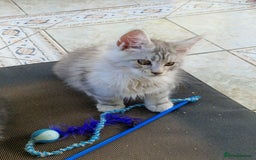 Maine Coon cats for sale: Stunning maine coon kittens - Image 22