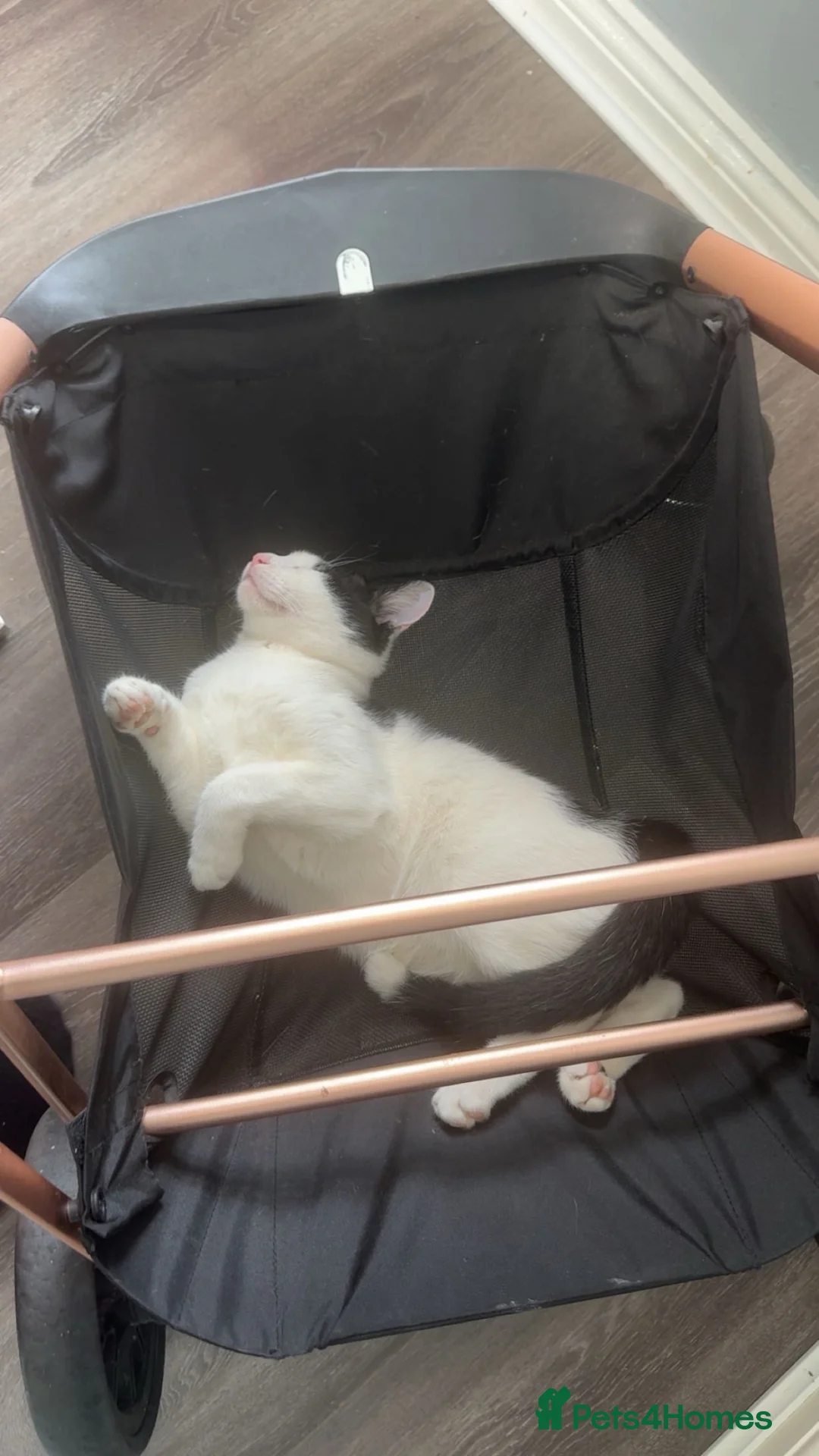 Mixed Breed cats for sale: 1 year old male  in Chelmsford - Advert 2