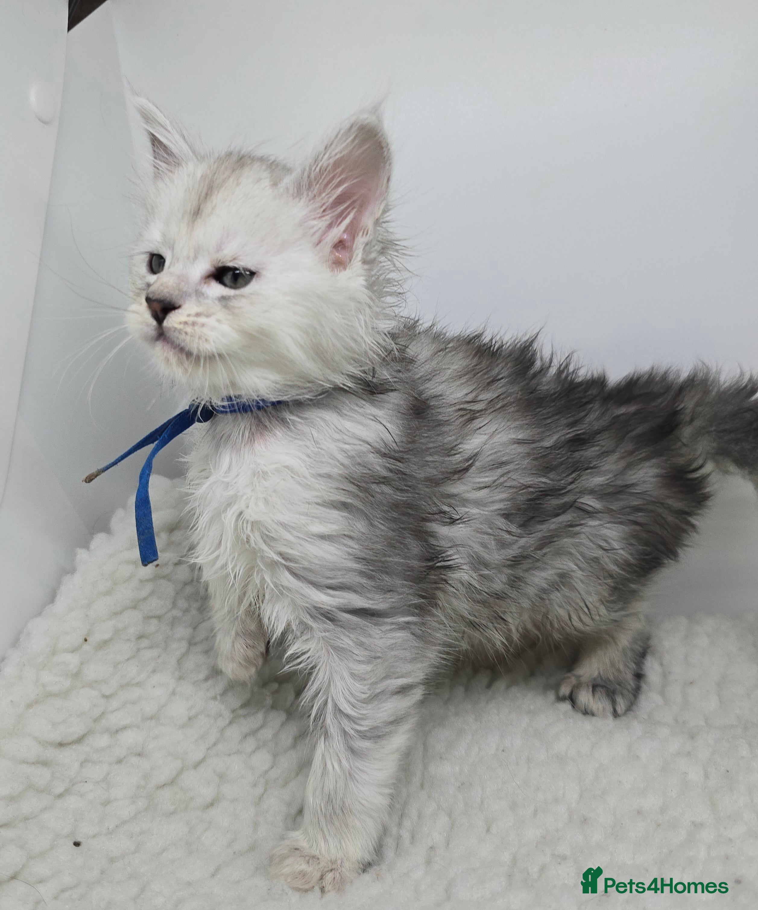 Maine Coon cats Stunning Silver Tica Pedigree Maine Coon Kittens - Advert 4