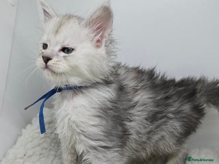 Maine Coon cats Maine Coon Kittens Silver Imported Shaded Lines - Advert 6