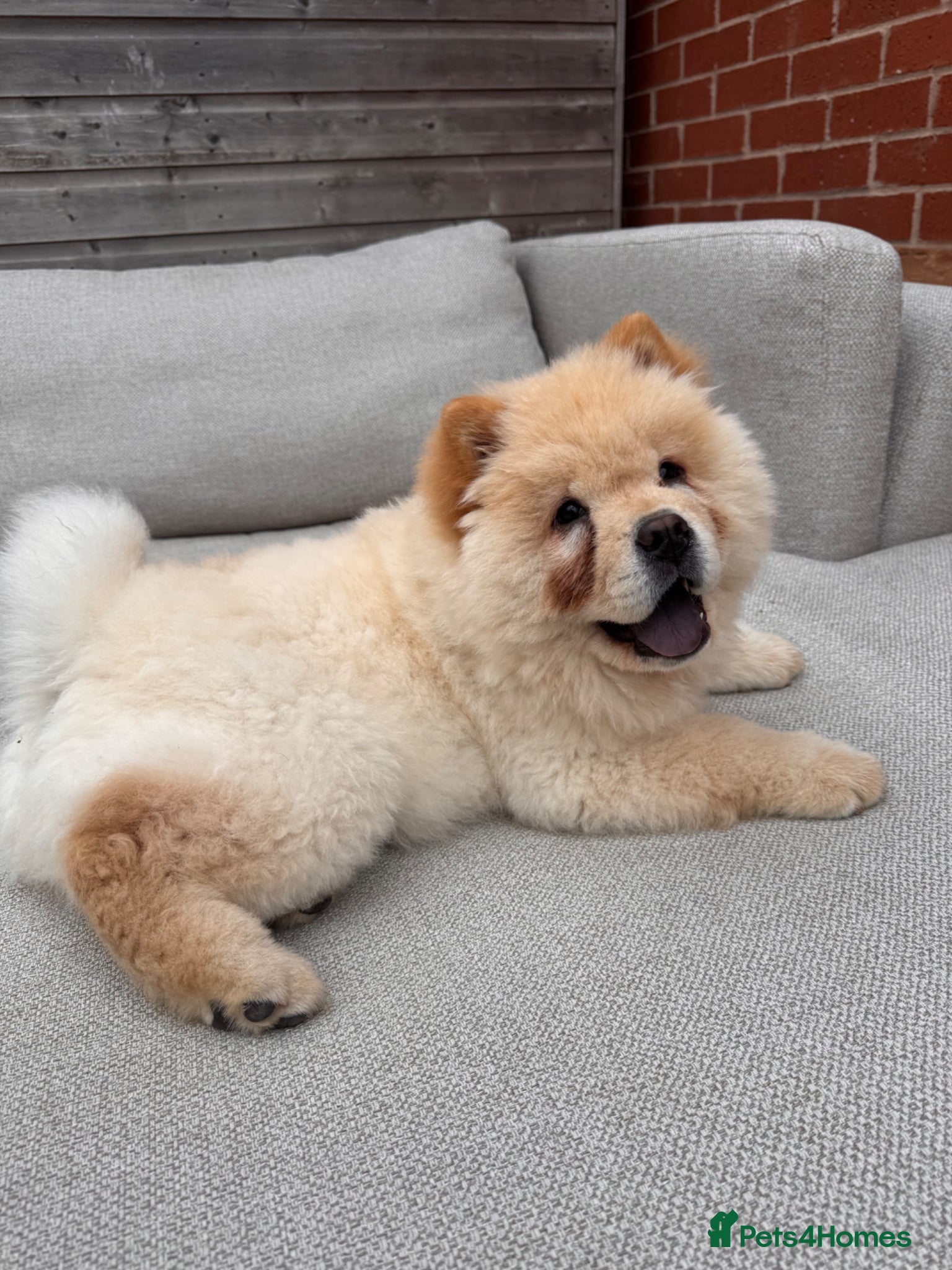 Chow Chow dogs Chow Chow - Advert 14
