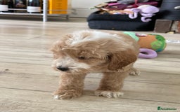 Cockapoo dogs for sale: F1 cockapoos - Image 28