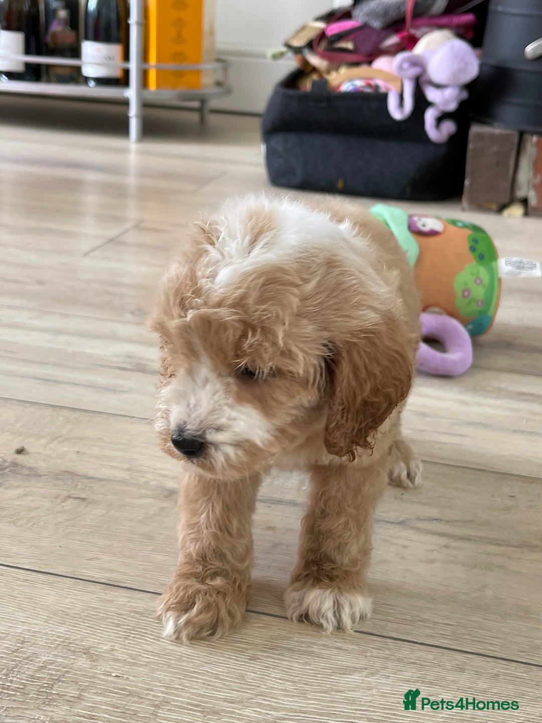 Cockapoo dogs for sale: F1 cockapoos - Image 28
