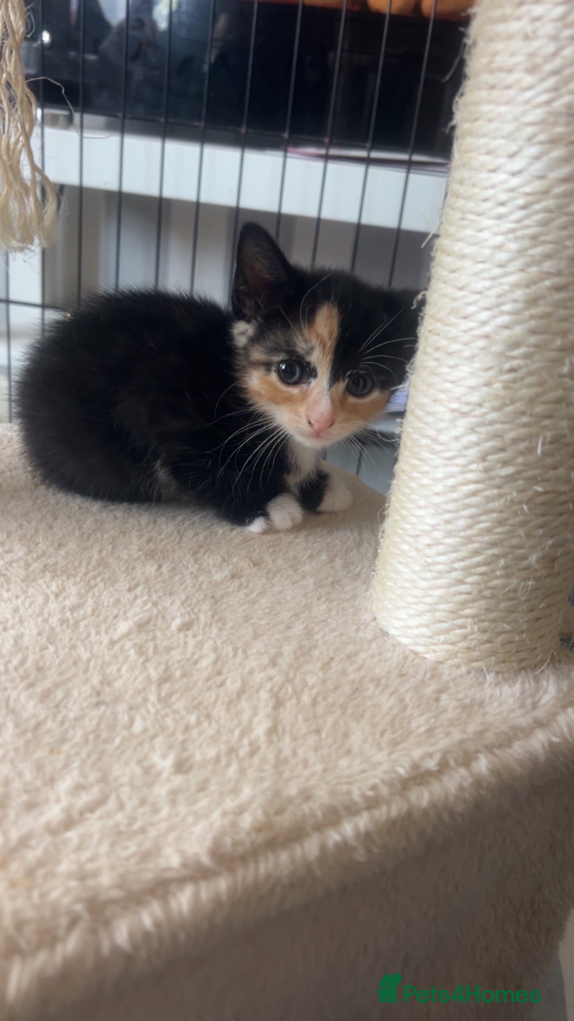 Mixed Breed cats Beautiful kittens for sale. - Advert 1