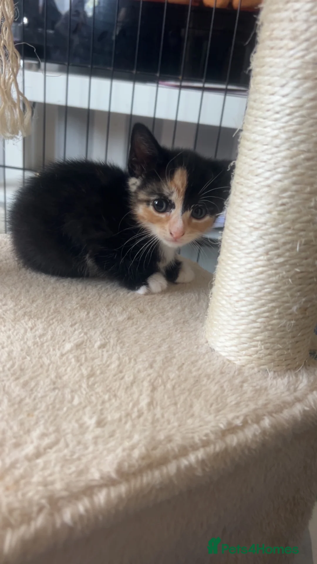 Mixed Breed cats for sale: Beautiful kittens for sale. - Advert 1
