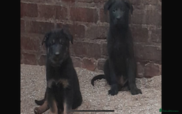 German Shepherd dogs for sale: Beautiful big German shepherd pups - Image 6