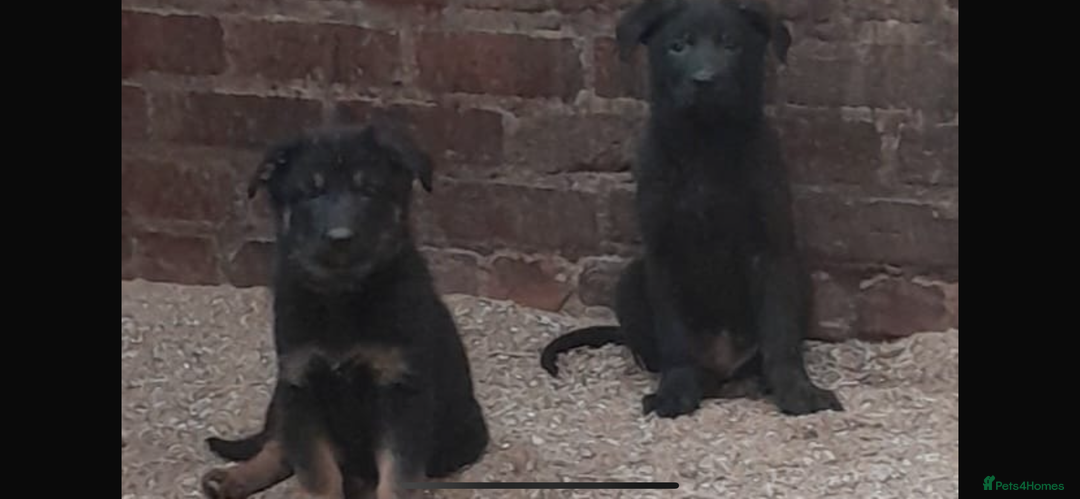German Shepherd dogs for sale: Beautiful big German shepherd pups - Image 6