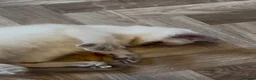 Ragdoll cats for sale: 🌟LAST GIRL RAGDOLL KITTEN🌟 - Advert 10