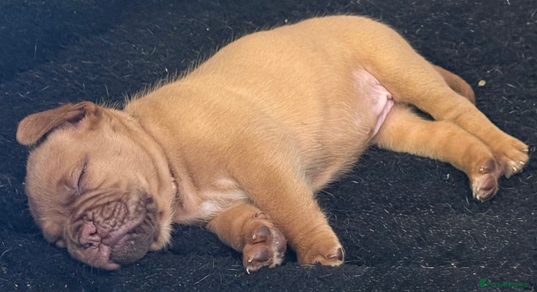 Dogue De Bordeaux dogs for sale: Dogue de Bordeaux puppies  - Image 2