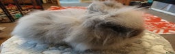 Lionhead rabbits for sale: Stunning DM Lionhead baby rabbit  - Advert 1