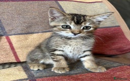 Mixed Breed cats for sale: 12 kittens 3 litters ready to reserve in St Albans - Image 20