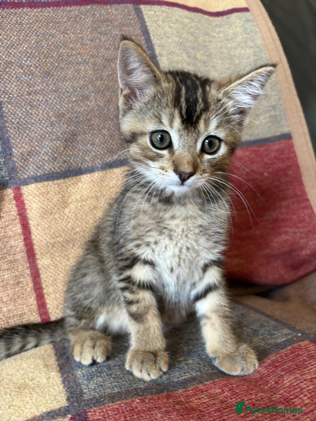 Mixed Breed cats for sale: 12 kittens 3 litters ready to reserve in St Albans - Image 20