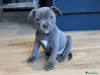 Staffordshire Bull Terrier dogs Beautiful litter of Staffordshire bull terrier - Advert 6