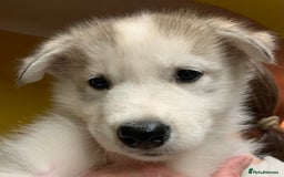 Utonagan dogs for sale: Husky x malamute  - Image 21