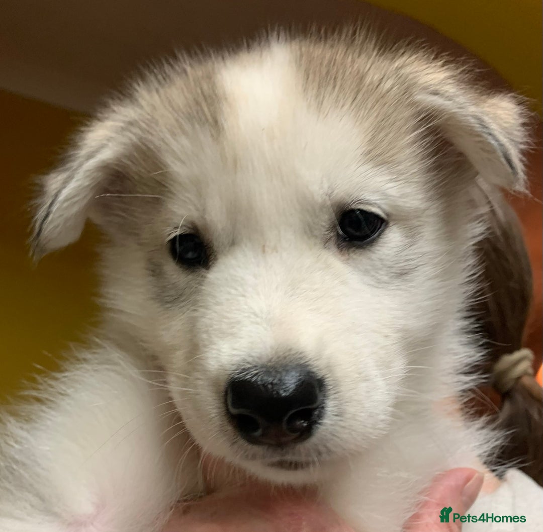 Utonagan dogs for sale: Husky x malamute  - Image 21