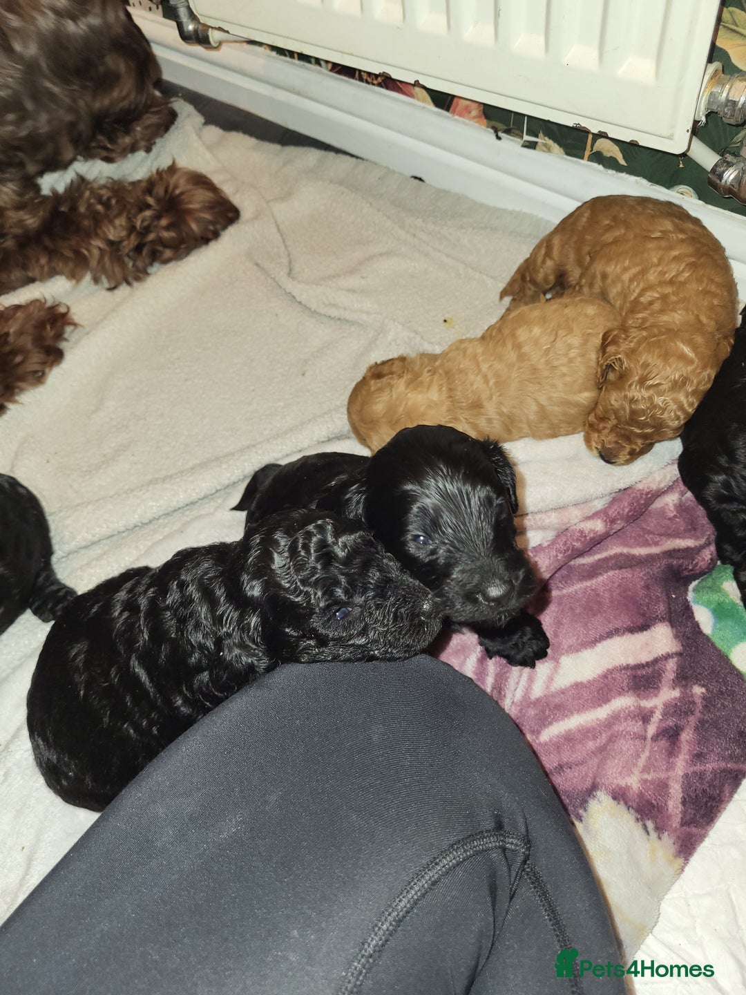 Cockapoo dogs for sale: 1 LEFT Toy f1b cokapoos🐶🐶 - Advert 6