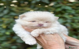 Pomeranian dogs for sale: BEAUTIFUL POMERANIAN BOYS 🧸 FACED PUPPIES!! - Image 3