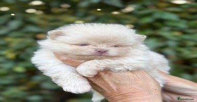 Pomeranian dogs - Advert 4