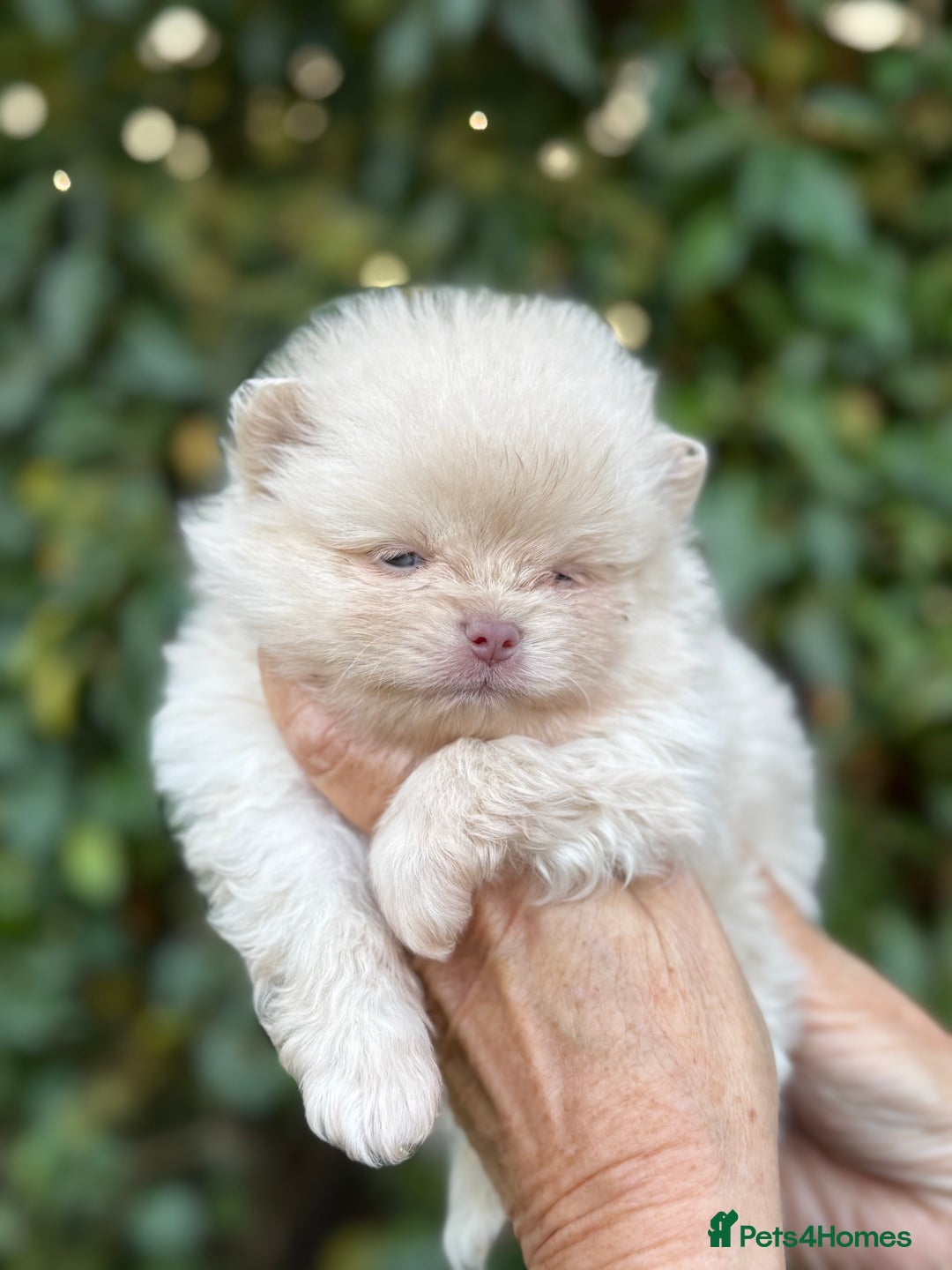 Pomeranian dogs for sale: BEAUTIFUL POMERANIAN BOYS 🧸 FACED PUPPIES!! - Image 3