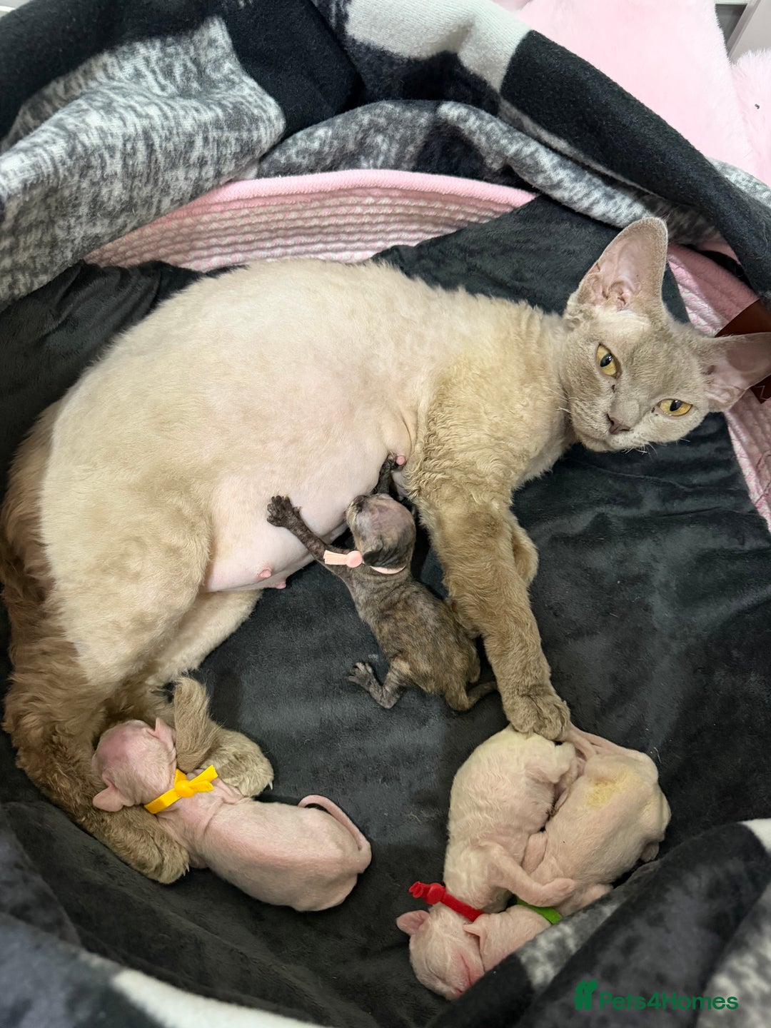 Devon Rex cats for sale: 🐾Adorable Devon Rex Kittens 🐾🌸 - Advert 3