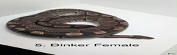 Python Snake reptiles for sale: Royal Pythons - Advert 5