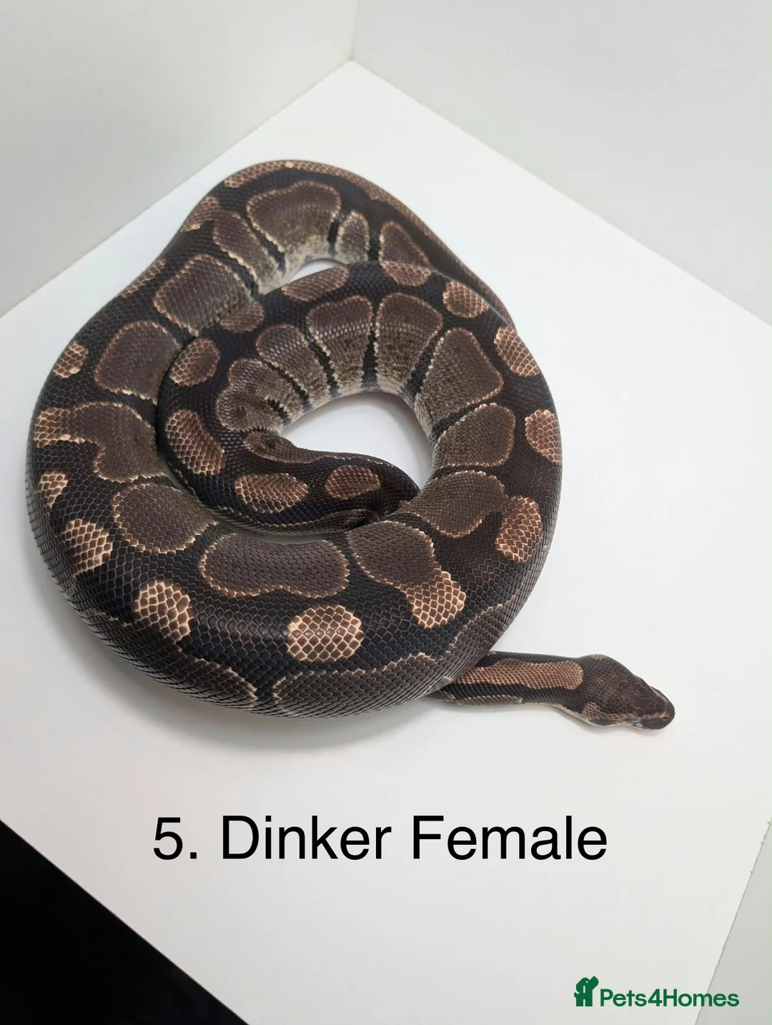 Python Snake reptiles for sale: Royal Pythons - Advert 5
