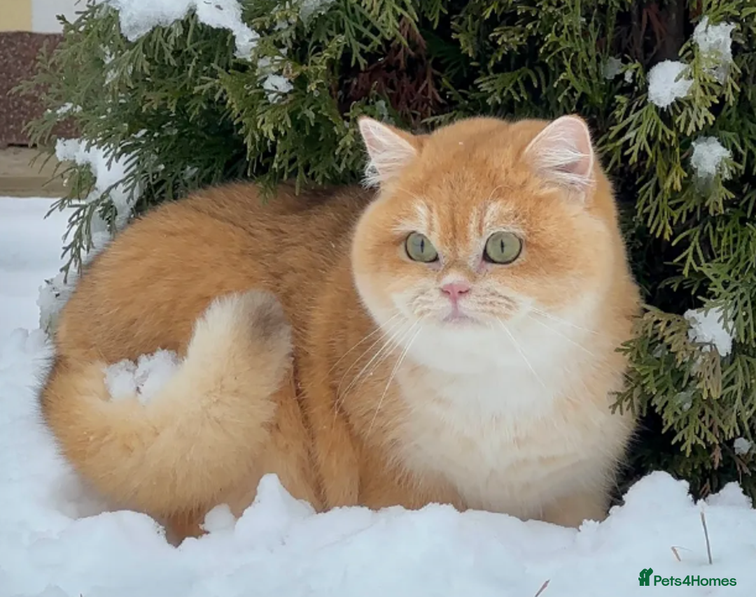 British Shorthair cats for sale: Vlastar Lux Matcha - BSH Black Golden Chinchilla - Advert 5