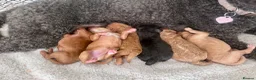 Cavapoo dogs for sale: F1B Cavapoo pups looking for their forever home in Cheltenham - Advert 19