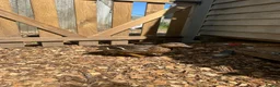 Ducks poultry for sale: Show quality Call ducks for sale  - Advert 5