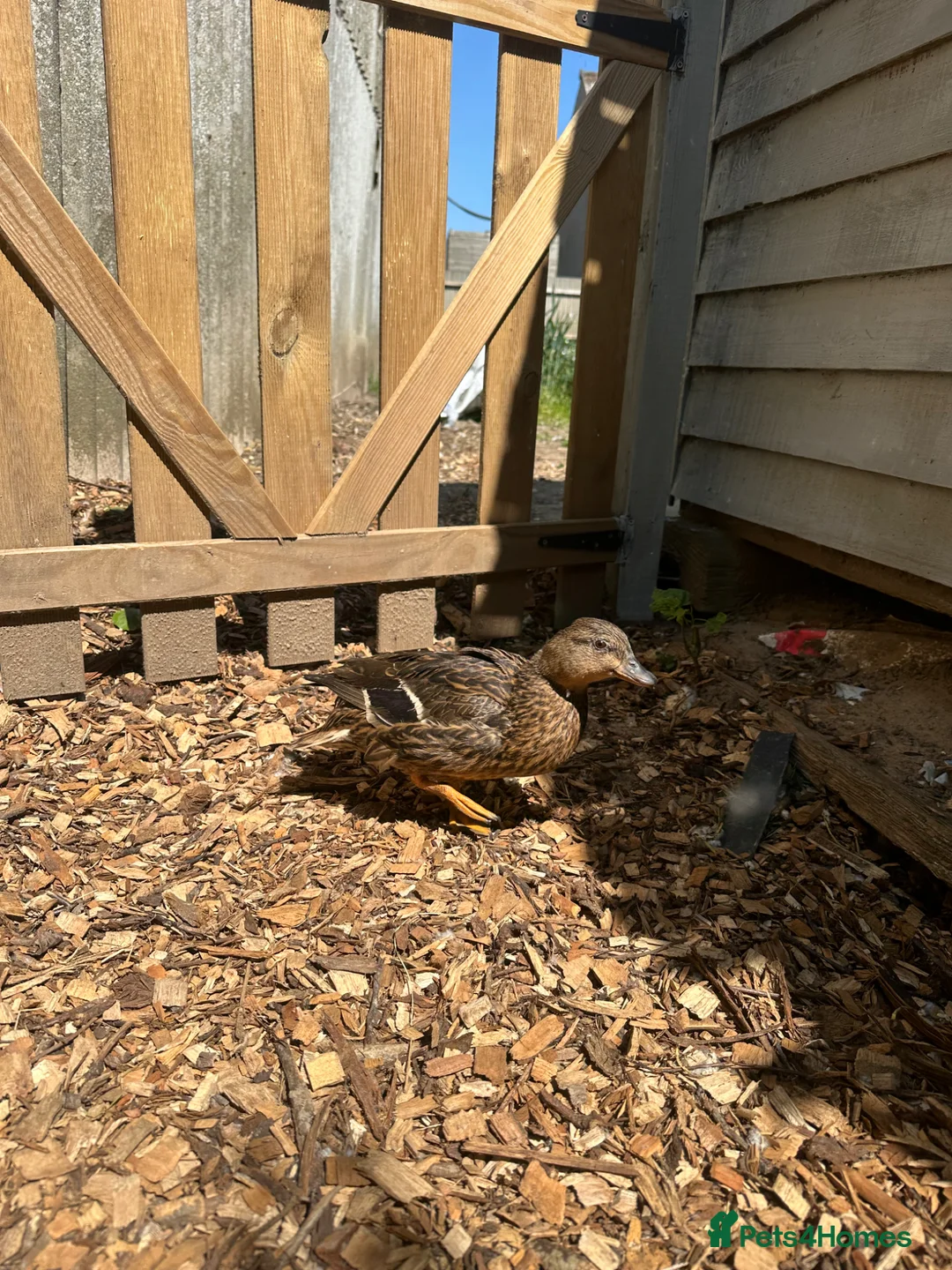 Ducks poultry for sale: Show quality Call ducks for sale  - Advert 5