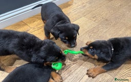 Rottweiler dogs for sale: Rottweiler chunky Puppies *READY TO LEAVE* - Image 17