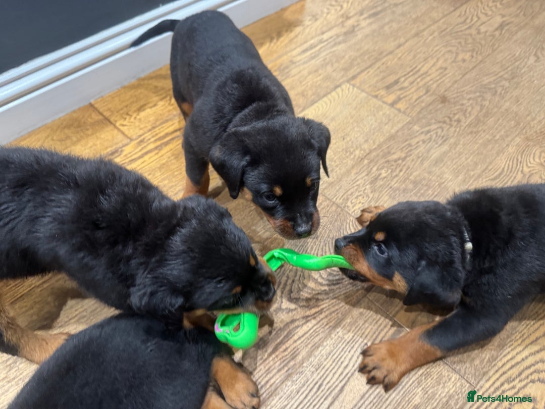 Rottweiler dogs for sale: Rottweiler chunky Puppies *READY TO LEAVE* - Image 17