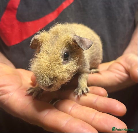 Guinea Pig rodents Skinny Pig/Werewolf Boars. Ready NOW! - Advert 8