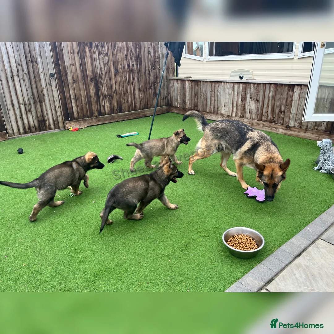 German Shepherd dogs for sale: KC Reg full health tested gorgeous pups ❤️ - Advert 2