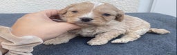 Cavapoo dogs for sale: Extensively Health tested F1 Toy Cavapoo puppies - Advert 9