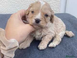 Cavapoo dogs Extensively Health tested F1 Toy Cavapoo puppies - Advert 4