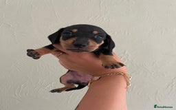 Miniature Dachshund dogs for sale: Miniature dachshunds  - Image 12