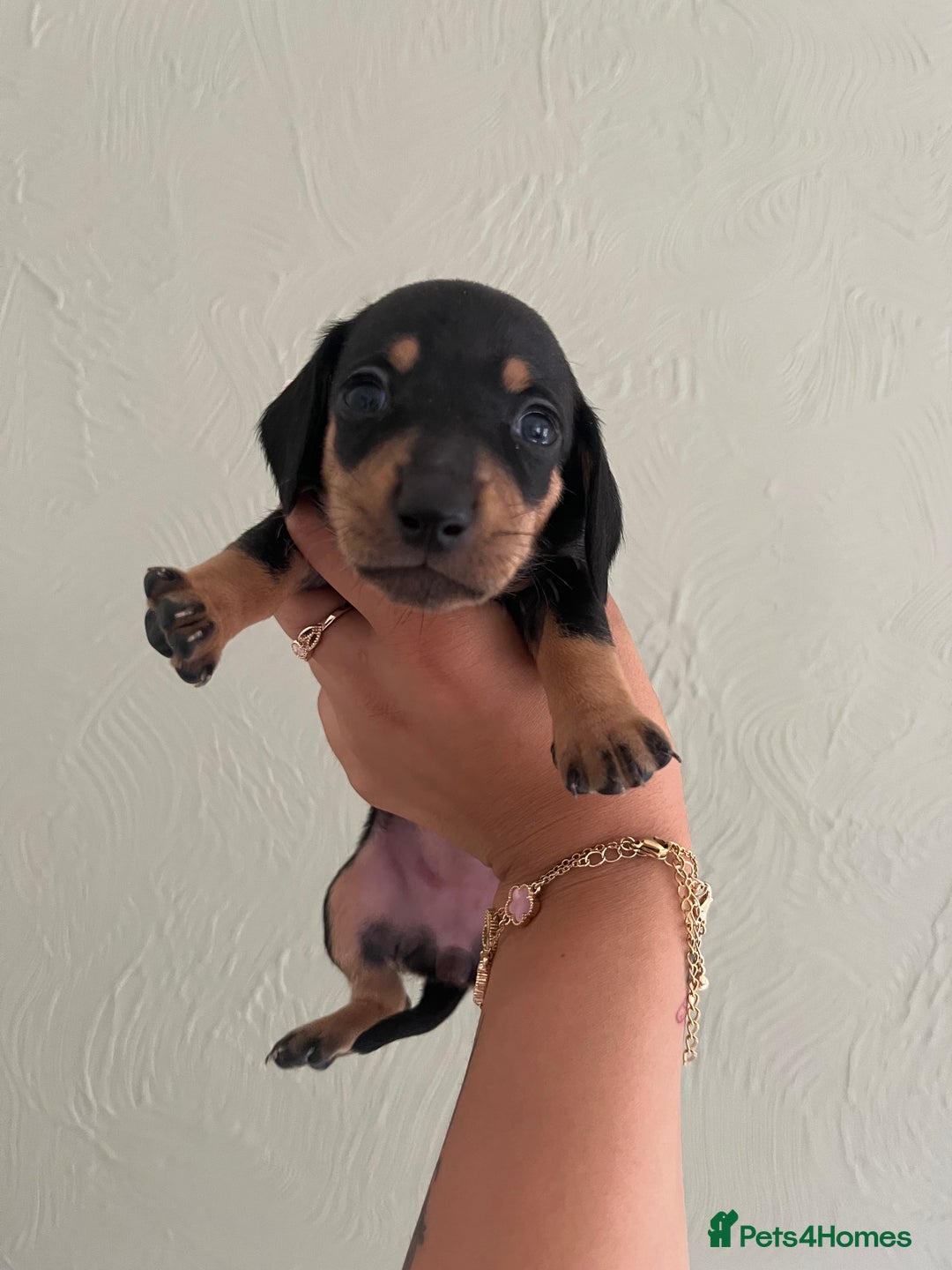 Miniature Dachshund dogs for sale: Miniature dachshunds  - Image 12