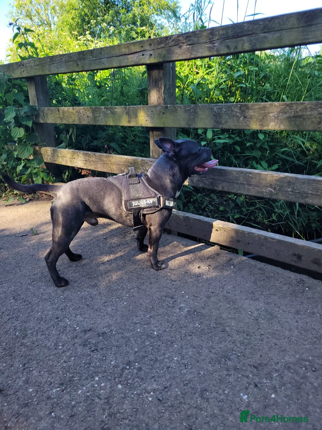 Mixed Breed dogs for stud: Blue, staff x frenchie - Advert 3