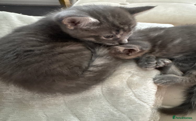 Maine Coon cats - Advert 1