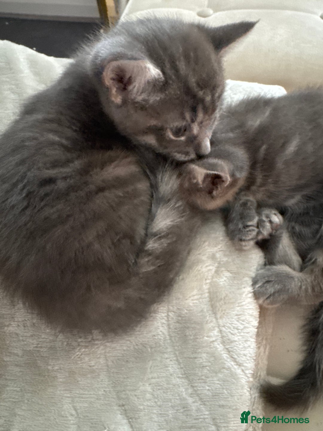 Maine Coon cats for sale: Mainecoone/british shorthair  - Image 1