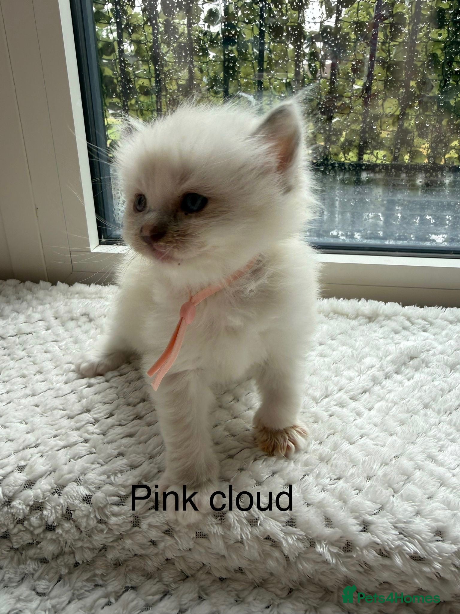 Ragdoll cats 4 ragdoll kittens  - Advert 1
