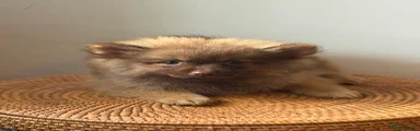 Pomeranian 2