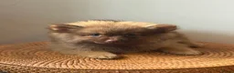 Pomeranian dogs for sale: Pomeranian puppies x 2boys  - Advert 8