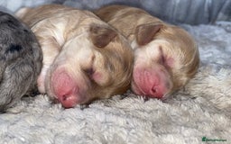 Cockapoo dogs for sale: Stunning Cockapoos - Image 7